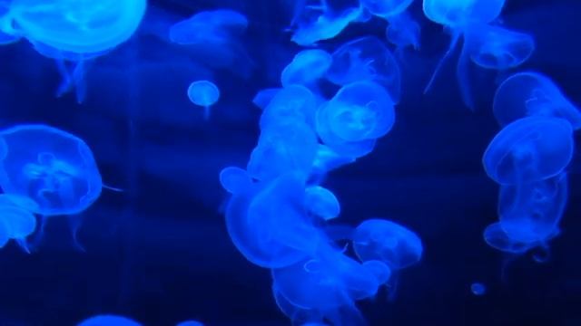 Медузы.Jellyfish Видео для отдыха. смотреть онлайн