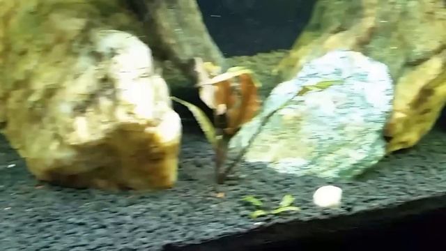 Chocolate Zebra "Plecos" (L-270) in My 125 Planted Tank смотреть онлайн