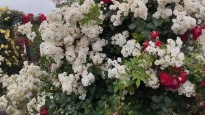 Шанталь Мерье и другие розы центральной части сада.