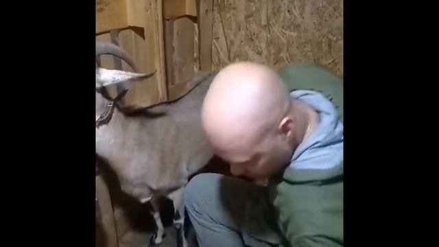 Дойка козы,коза дикая,лигается,как подоить… смотреть онлайн