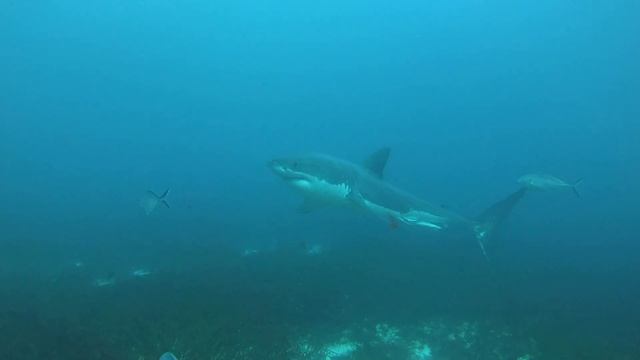 A 4-meter male great white shark approaches the bottom cage at the South Neptune Islands смотреть онлайн