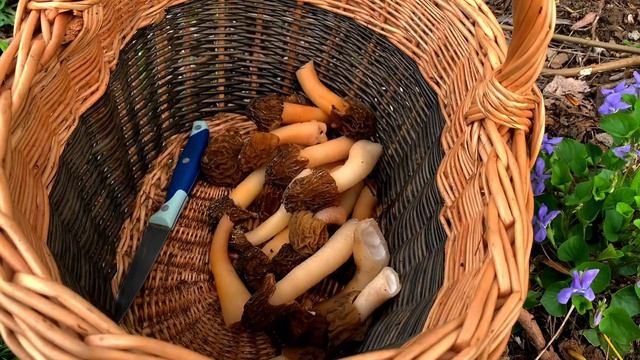 ОТКРЫВАЮ ГРИБНОЙ СЕЗОН 2024! Сбор Сморчков! Где их искать? смотреть онлайн