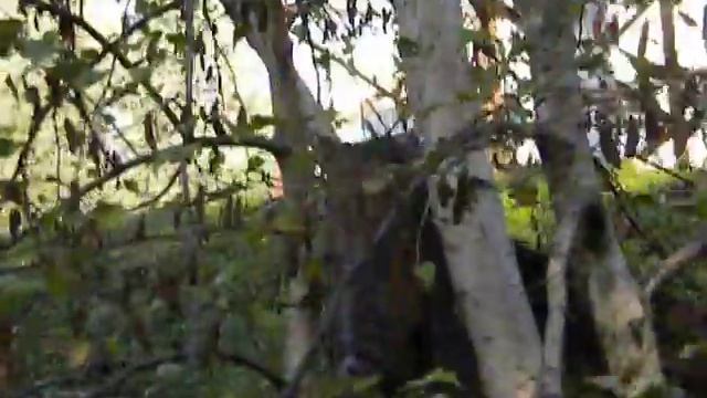 betulla смотреть онлайн