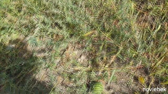 И в Сибири растут АРБУЗЫ! смотреть онлайн