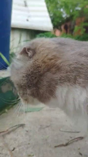 Шуня! Откуда столько шерсти?? смотреть онлайн