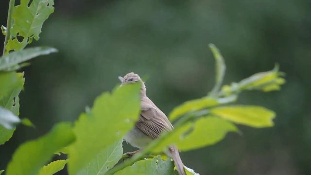 Садовая Камышевка смотреть онлайн