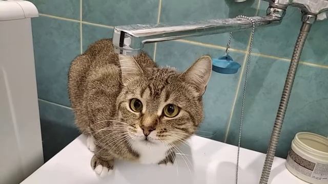 кот Кекс на водоёме смотреть онлайн