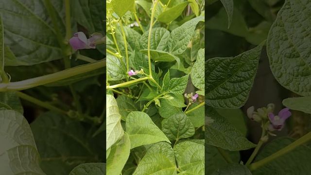 Habichuelas negras en huertos caseros (black beans in home garden) смотреть онлайн