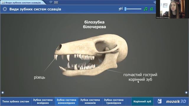 Біологія 7 клас Ссавці Загальна характеристика смотреть онлайн