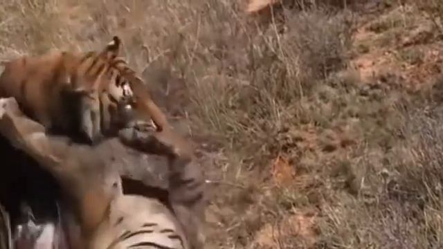 pelea de tigres смотреть онлайн
