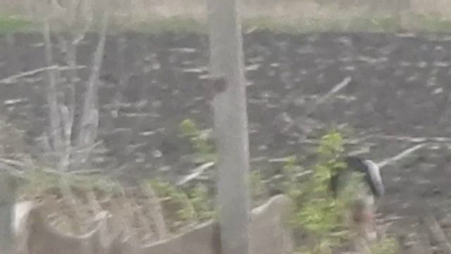 Аист в поле смотреть онлайн