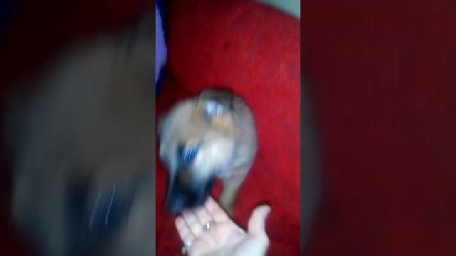 Давай поиграемся!!!!А то укусю!!! смотреть онлайн