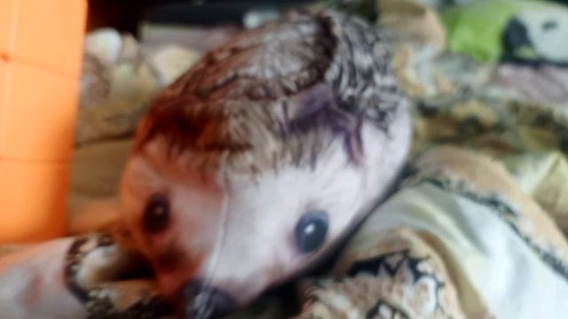 Мультик на 5 минут в честь того, что у нас на канале почти 600 подписчиков🥳 смотреть онлайн