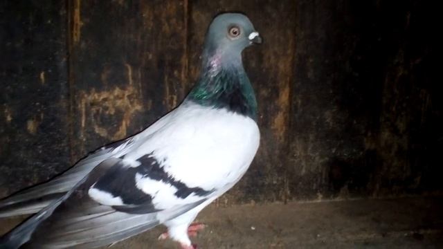 Відео про голубів смотреть онлайн