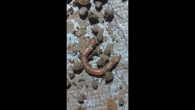 Как размножаются дождевые черви. смотреть онлайн