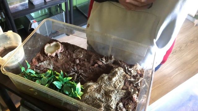 Rehousing my aphonopelma seemanni (Costa Rican zebra) #tarantula смотреть онлайн