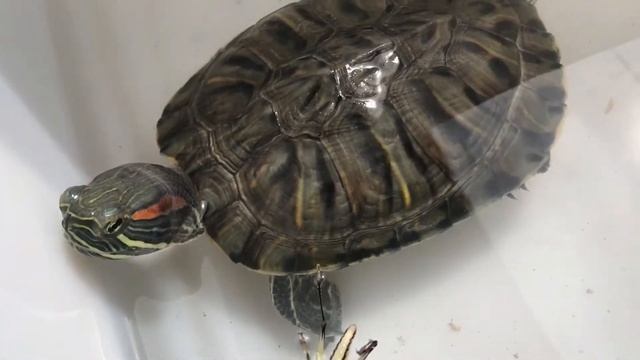 Tortuga Trachemys scripta elegans: (Jicotea elegante, Galapago de florida, Orejas rojas, Japonesa) смотреть онлайн
