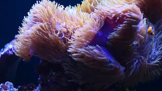 Fish Tank Macros 01 02 2015 смотреть онлайн