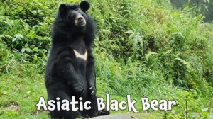 Arctic Animal Sounds Songs | Animal Songs for Kids | Kids Learning Videos