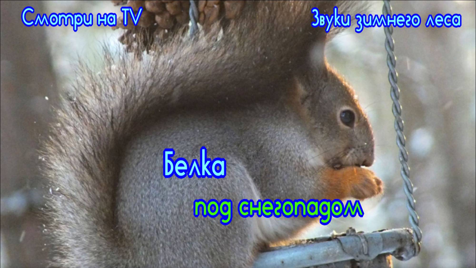 Белка в зимнем лесу