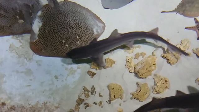 Ещё одно видео со скатами. смотреть онлайн