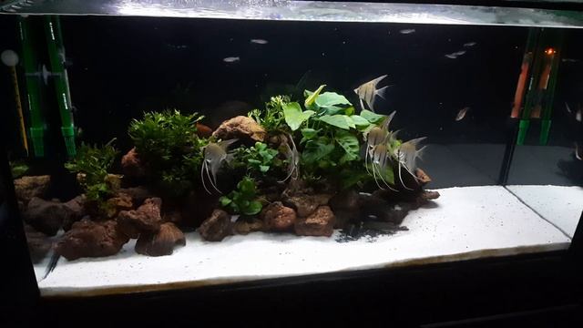 Pterophyllum Scalare ( Rio Nanay ). Angelfhish смотреть онлайн