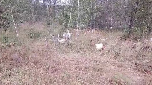 Мареммо-абруццкие овчарки в стаде коз. Maremmano-Abruzzese Sheepdog in goat herd. смотреть онлайн