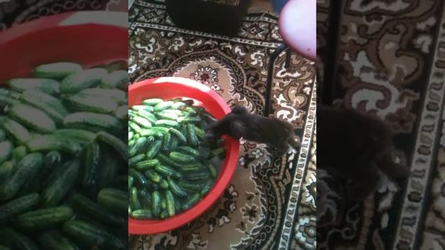 Целебная вода смотреть онлайн