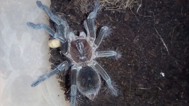 Random tarantula feeding смотреть онлайн