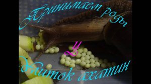 Принимаем роды у Улиток Ахатин