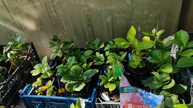 Гортензии. Важные подкормки перед цветением и обзор сортов смотреть онлайн