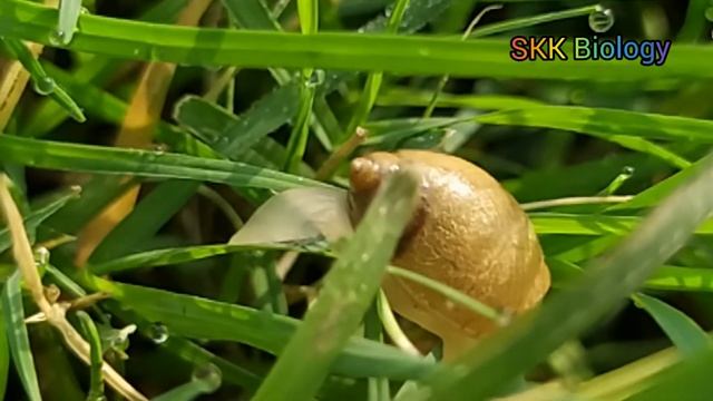 Succinea Putris Crawling/ Amber Snail Mooving смотреть онлайн