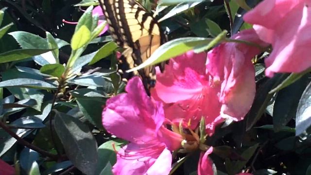 BUTTERFLY HD смотреть онлайн