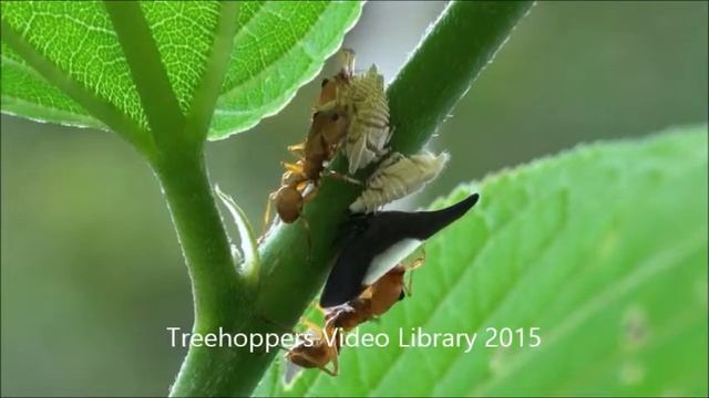 Enchenopa смотреть онлайн