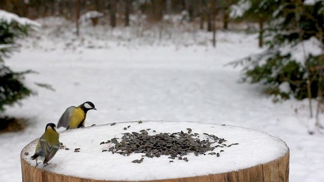 Great spotted woodpecker vs Jay. Battle in slow motion video смотреть онлайн