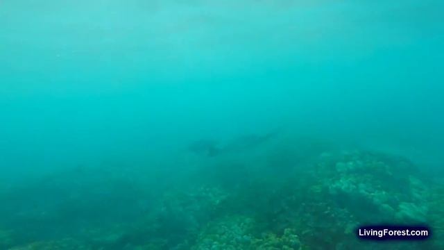 Daytime Manta Ray encounter snorkeling in Kona смотреть онлайн