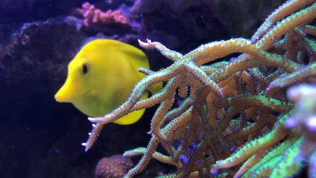 EcoTech Vectra Return Pumps - Are they Worth it? смотреть онлайн