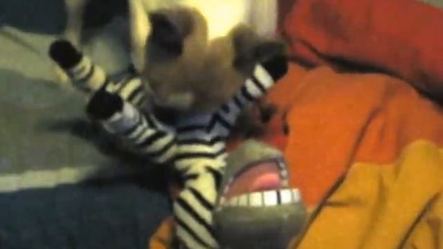Mickey e la zebra martin!!! смотреть онлайн