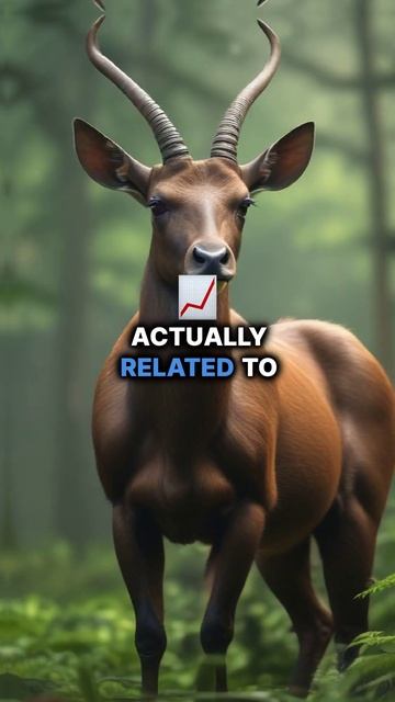 The Asian Unicorn: Earth's Rarest Mammal You've Never Seen! смотреть онлайн