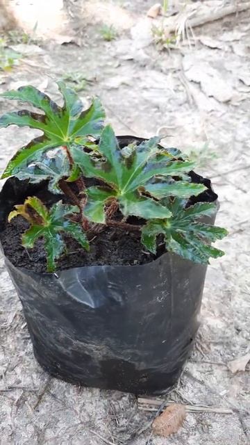 Tanaman hias begonia star tiger I Rex green I Bintang Cleopatra смотреть онлайн