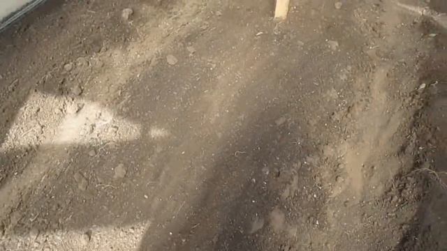 Выращивание сладкого перца. 2 часть . смотреть онлайн