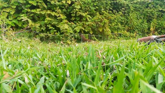 Trapping Mongoose Using Springe Trap смотреть онлайн