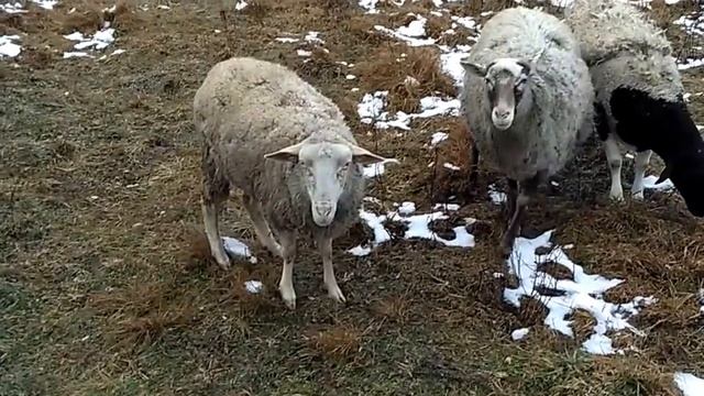 VID 20161221 141239 смотреть онлайн