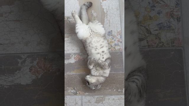 #котикиправятмиром #шерри #youtubeshorts #котики #шортс #прикол #catcool #песни #позовименяссобой смотреть онлайн