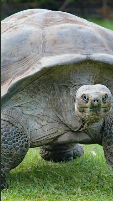 TURTLE- Teacher of Self-Care and Self-Protection 🐢#shorts #short #turtle #animals смотреть онлайн