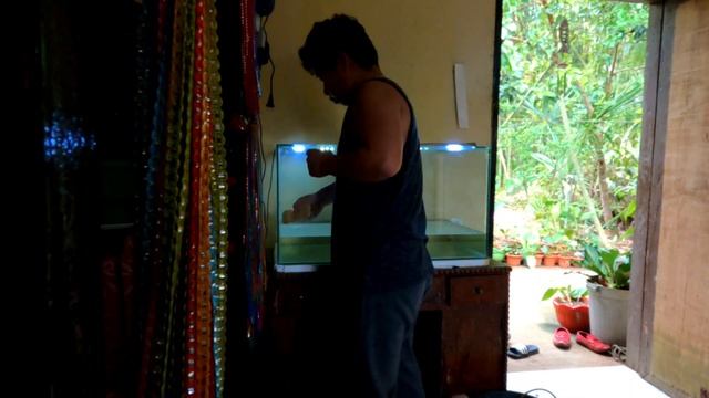 Successful Breeding Betta Fish |Part 2 Betta Fry UPDATE | Turn on English Caption смотреть онлайн