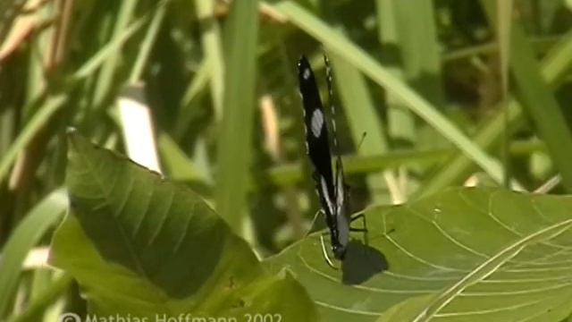 Tagfalter Hypolimnas bolina auf Lombok, great eggfly, blue moon butterfly смотреть онлайн