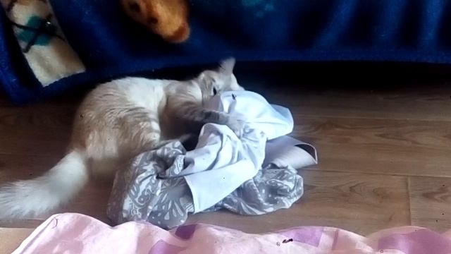Кошка учуяла запах другой кошки на 👗 хозяйки))) смотреть онлайн