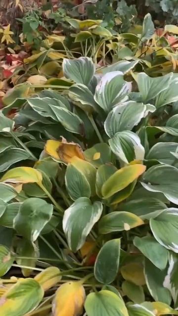 Осень рыжая подружка не грози в мое окно.. смотреть онлайн