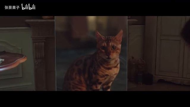 ORA FUNKY CAT GT-CEV смотреть онлайн